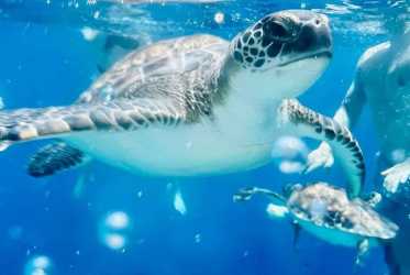 Wycieczka fakultatywna, Miasto duchów, Famagusta, Salamina z rejsem na Blue Lagoon i zatokę żółwi z Larnaki