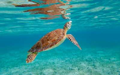 Wycieczka fakultatywna, Wycieczka na plażę Lara Beach [27] z Pafos